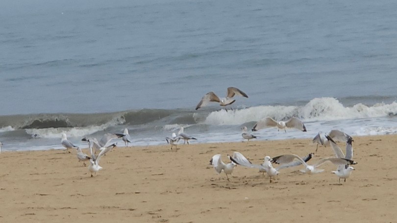 Gulls disturbed by humans.